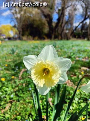 [P08] Prin Herăstrău, primăvara.... » foto by tata123 🔱
 - 
<span class="allrVoted glyphicon glyphicon-heart hidden" id="av1358744"></span>
<a class="m-l-10 hidden" id="sv1358744" onclick="voting_Foto_DelVot(,1358744,11447)" role="button">șterge vot <span class="glyphicon glyphicon-remove"></span></a>
<a id="v91358744" class=" c-red"  onclick="voting_Foto_SetVot(1358744)" role="button"><span class="glyphicon glyphicon-heart-empty"></span> <b>LIKE</b> = Votează poza</a> <img class="hidden"  id="f1358744W9" src="/imagini/loader.gif" border="0" /><span class="AjErrMes hidden" id="e1358744ErM"></span>