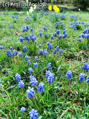 [P09] Prin Herăstrău, primăvara.... » foto by tata123 🔱
 - 
<span class="allrVoted glyphicon glyphicon-heart hidden" id="av1358745"></span>
<a class="m-l-10 hidden" id="sv1358745" onclick="voting_Foto_DelVot(,1358745,11447)" role="button">șterge vot <span class="glyphicon glyphicon-remove"></span></a>
<a id="v91358745" class=" c-red"  onclick="voting_Foto_SetVot(1358745)" role="button"><span class="glyphicon glyphicon-heart-empty"></span> <b>LIKE</b> = Votează poza</a> <img class="hidden"  id="f1358745W9" src="/imagini/loader.gif" border="0" /><span class="AjErrMes hidden" id="e1358745ErM"></span>