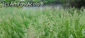 [P19] Vegetație din belșug. » foto by tata123 🔱
 - 
<span class="allrVoted glyphicon glyphicon-heart hidden" id="av1428916"></span>
<a class="m-l-10 hidden" id="sv1428916" onclick="voting_Foto_DelVot(,1428916,11447)" role="button">șterge vot <span class="glyphicon glyphicon-remove"></span></a>
<a id="v91428916" class=" c-red"  onclick="voting_Foto_SetVot(1428916)" role="button"><span class="glyphicon glyphicon-heart-empty"></span> <b>LIKE</b> = Votează poza</a> <img class="hidden"  id="f1428916W9" src="/imagini/loader.gif" border="0" /><span class="AjErrMes hidden" id="e1428916ErM"></span>