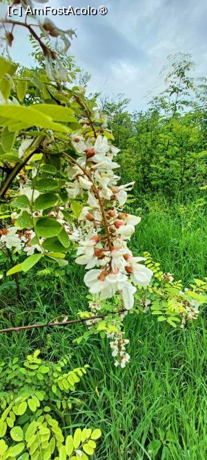 [P31] Salcâmul parfumat. » foto by tata123 🔱
 - 
<span class="allrVoted glyphicon glyphicon-heart hidden" id="av1428928"></span>
<a class="m-l-10 hidden" id="sv1428928" onclick="voting_Foto_DelVot(,1428928,11447)" role="button">șterge vot <span class="glyphicon glyphicon-remove"></span></a>
<a id="v91428928" class=" c-red"  onclick="voting_Foto_SetVot(1428928)" role="button"><span class="glyphicon glyphicon-heart-empty"></span> <b>LIKE</b> = Votează poza</a> <img class="hidden"  id="f1428928W9" src="/imagini/loader.gif" border="0" /><span class="AjErrMes hidden" id="e1428928ErM"></span>