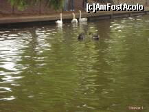 [P10] Lebede albe si negre foarte blande » foto by Simonaaa*
 - 
<span class="allrVoted glyphicon glyphicon-heart hidden" id="av127755"></span>
<a class="m-l-10 hidden" id="sv127755" onclick="voting_Foto_DelVot(,127755,11447)" role="button">șterge vot <span class="glyphicon glyphicon-remove"></span></a>
<a id="v9127755" class=" c-red"  onclick="voting_Foto_SetVot(127755)" role="button"><span class="glyphicon glyphicon-heart-empty"></span> <b>LIKE</b> = Votează poza</a> <img class="hidden"  id="f127755W9" src="/imagini/loader.gif" border="0" /><span class="AjErrMes hidden" id="e127755ErM"></span>