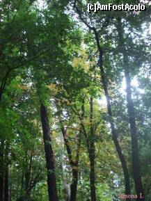 [P20] Stejari ce adapostesc zeci de veverite » foto by Simonaaa*
 - 
<span class="allrVoted glyphicon glyphicon-heart hidden" id="av127768"></span>
<a class="m-l-10 hidden" id="sv127768" onclick="voting_Foto_DelVot(,127768,11447)" role="button">șterge vot <span class="glyphicon glyphicon-remove"></span></a>
<a id="v9127768" class=" c-red"  onclick="voting_Foto_SetVot(127768)" role="button"><span class="glyphicon glyphicon-heart-empty"></span> <b>LIKE</b> = Votează poza</a> <img class="hidden"  id="f127768W9" src="/imagini/loader.gif" border="0" /><span class="AjErrMes hidden" id="e127768ErM"></span>