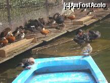 [P03] Rate si lebede sub podul din Herastrau » foto by Simonaaa*
 - 
<span class="allrVoted glyphicon glyphicon-heart hidden" id="av127746"></span>
<a class="m-l-10 hidden" id="sv127746" onclick="voting_Foto_DelVot(,127746,11447)" role="button">șterge vot <span class="glyphicon glyphicon-remove"></span></a>
<a id="v9127746" class=" c-red"  onclick="voting_Foto_SetVot(127746)" role="button"><span class="glyphicon glyphicon-heart-empty"></span> <b>LIKE</b> = Votează poza</a> <img class="hidden"  id="f127746W9" src="/imagini/loader.gif" border="0" /><span class="AjErrMes hidden" id="e127746ErM"></span>