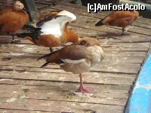 [P05] Rate » foto by Simonaaa*
 - 
<span class="allrVoted glyphicon glyphicon-heart hidden" id="av127749"></span>
<a class="m-l-10 hidden" id="sv127749" onclick="voting_Foto_DelVot(,127749,11447)" role="button">șterge vot <span class="glyphicon glyphicon-remove"></span></a>
<a id="v9127749" class=" c-red"  onclick="voting_Foto_SetVot(127749)" role="button"><span class="glyphicon glyphicon-heart-empty"></span> <b>LIKE</b> = Votează poza</a> <img class="hidden"  id="f127749W9" src="/imagini/loader.gif" border="0" /><span class="AjErrMes hidden" id="e127749ErM"></span>