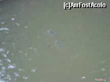 [P08] Pesti in lacul Herastrau » foto by Simonaaa*
 - 
<span class="allrVoted glyphicon glyphicon-heart hidden" id="av127753"></span>
<a class="m-l-10 hidden" id="sv127753" onclick="voting_Foto_DelVot(,127753,11447)" role="button">șterge vot <span class="glyphicon glyphicon-remove"></span></a>
<a id="v9127753" class=" c-red"  onclick="voting_Foto_SetVot(127753)" role="button"><span class="glyphicon glyphicon-heart-empty"></span> <b>LIKE</b> = Votează poza</a> <img class="hidden"  id="f127753W9" src="/imagini/loader.gif" border="0" /><span class="AjErrMes hidden" id="e127753ErM"></span>