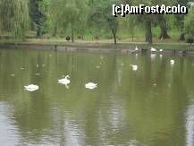 [P12] Rate si lebede negre si albe » foto by Simonaaa*
 - 
<span class="allrVoted glyphicon glyphicon-heart hidden" id="av125008"></span>
<a class="m-l-10 hidden" id="sv125008" onclick="voting_Foto_DelVot(,125008,11447)" role="button">șterge vot <span class="glyphicon glyphicon-remove"></span></a>
<a id="v9125008" class=" c-red"  onclick="voting_Foto_SetVot(125008)" role="button"><span class="glyphicon glyphicon-heart-empty"></span> <b>LIKE</b> = Votează poza</a> <img class="hidden"  id="f125008W9" src="/imagini/loader.gif" border="0" /><span class="AjErrMes hidden" id="e125008ErM"></span>