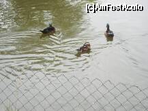 [P13] Rate mandarin plutind pe lac » foto by Simonaaa*
 - 
<span class="allrVoted glyphicon glyphicon-heart hidden" id="av125009"></span>
<a class="m-l-10 hidden" id="sv125009" onclick="voting_Foto_DelVot(,125009,11447)" role="button">șterge vot <span class="glyphicon glyphicon-remove"></span></a>
<a id="v9125009" class=" c-red"  onclick="voting_Foto_SetVot(125009)" role="button"><span class="glyphicon glyphicon-heart-empty"></span> <b>LIKE</b> = Votează poza</a> <img class="hidden"  id="f125009W9" src="/imagini/loader.gif" border="0" /><span class="AjErrMes hidden" id="e125009ErM"></span>