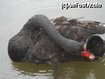 [P14] O Lebada neagra ce tine la imaginea ei » foto by Simonaaa*
 - 
<span class="allrVoted glyphicon glyphicon-heart hidden" id="av125010"></span>
<a class="m-l-10 hidden" id="sv125010" onclick="voting_Foto_DelVot(,125010,11447)" role="button">șterge vot <span class="glyphicon glyphicon-remove"></span></a>
<a id="v9125010" class=" c-red"  onclick="voting_Foto_SetVot(125010)" role="button"><span class="glyphicon glyphicon-heart-empty"></span> <b>LIKE</b> = Votează poza</a> <img class="hidden"  id="f125010W9" src="/imagini/loader.gif" border="0" /><span class="AjErrMes hidden" id="e125010ErM"></span>