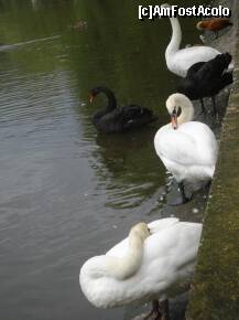 [P15] Rate si lebede pe marginea lacului; unele se aranjeaza, altele dorm. Sunt destul de blande » foto by Simonaaa*
 - 
<span class="allrVoted glyphicon glyphicon-heart hidden" id="av125011"></span>
<a class="m-l-10 hidden" id="sv125011" onclick="voting_Foto_DelVot(,125011,11447)" role="button">șterge vot <span class="glyphicon glyphicon-remove"></span></a>
<a id="v9125011" class=" c-red"  onclick="voting_Foto_SetVot(125011)" role="button"><span class="glyphicon glyphicon-heart-empty"></span> <b>LIKE</b> = Votează poza</a> <img class="hidden"  id="f125011W9" src="/imagini/loader.gif" border="0" /><span class="AjErrMes hidden" id="e125011ErM"></span>