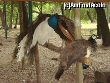 [P16] Pauni albi, colorati si.. maro. Acestea sunt cele 3 tipuri de pauni existente in parc » foto by Simonaaa*
 - 
<span class="allrVoted glyphicon glyphicon-heart hidden" id="av125012"></span>
<a class="m-l-10 hidden" id="sv125012" onclick="voting_Foto_DelVot(,125012,11447)" role="button">șterge vot <span class="glyphicon glyphicon-remove"></span></a>
<a id="v9125012" class=" c-red"  onclick="voting_Foto_SetVot(125012)" role="button"><span class="glyphicon glyphicon-heart-empty"></span> <b>LIKE</b> = Votează poza</a> <img class="hidden"  id="f125012W9" src="/imagini/loader.gif" border="0" /><span class="AjErrMes hidden" id="e125012ErM"></span>