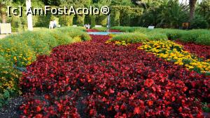 [P11] Abundenta cromatica in gradina de palmieri » foto by GIN2015*
 - 
<span class="allrVoted glyphicon glyphicon-heart hidden" id="av810075"></span>
<a class="m-l-10 hidden" id="sv810075" onclick="voting_Foto_DelVot(,810075,11476)" role="button">șterge vot <span class="glyphicon glyphicon-remove"></span></a>
<a id="v9810075" class=" c-red"  onclick="voting_Foto_SetVot(810075)" role="button"><span class="glyphicon glyphicon-heart-empty"></span> <b>LIKE</b> = Votează poza</a> <img class="hidden"  id="f810075W9" src="/imagini/loader.gif" border="0" /><span class="AjErrMes hidden" id="e810075ErM"></span>