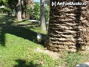 [P02] iepurasul din gradina » foto by werty
 - 
<span class="allrVoted glyphicon glyphicon-heart hidden" id="av394420"></span>
<a class="m-l-10 hidden" id="sv394420" onclick="voting_Foto_DelVot(,394420,11689)" role="button">șterge vot <span class="glyphicon glyphicon-remove"></span></a>
<a id="v9394420" class=" c-red"  onclick="voting_Foto_SetVot(394420)" role="button"><span class="glyphicon glyphicon-heart-empty"></span> <b>LIKE</b> = Votează poza</a> <img class="hidden"  id="f394420W9" src="/imagini/loader.gif" border="0" /><span class="AjErrMes hidden" id="e394420ErM"></span>