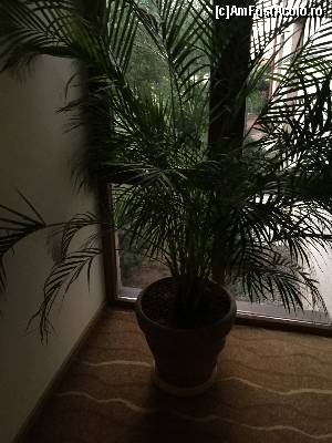 [P08] planta pe hol » foto by Dan&Ema
 - 
<span class="allrVoted glyphicon glyphicon-heart hidden" id="av669775"></span>
<a class="m-l-10 hidden" id="sv669775" onclick="voting_Foto_DelVot(,669775,11694)" role="button">șterge vot <span class="glyphicon glyphicon-remove"></span></a>
<a id="v9669775" class=" c-red"  onclick="voting_Foto_SetVot(669775)" role="button"><span class="glyphicon glyphicon-heart-empty"></span> <b>LIKE</b> = Votează poza</a> <img class="hidden"  id="f669775W9" src="/imagini/loader.gif" border="0" /><span class="AjErrMes hidden" id="e669775ErM"></span>