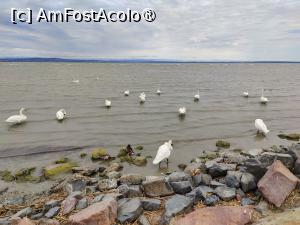 [P70] Lebede pe lacul Balaton » foto by crismis
 - 
<span class="allrVoted glyphicon glyphicon-heart hidden" id="av1502542"></span>
<a class="m-l-10 hidden" id="sv1502542" onclick="voting_Foto_DelVot(,1502542,11696)" role="button">șterge vot <span class="glyphicon glyphicon-remove"></span></a>
<a id="v91502542" class=" c-red"  onclick="voting_Foto_SetVot(1502542)" role="button"><span class="glyphicon glyphicon-heart-empty"></span> <b>LIKE</b> = Votează poza</a> <img class="hidden"  id="f1502542W9" src="/imagini/loader.gif" border="0" /><span class="AjErrMes hidden" id="e1502542ErM"></span>