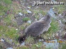[P01] Marmota!!! » foto by Deny2002
 - 
<span class="allrVoted glyphicon glyphicon-heart hidden" id="av326836"></span>
<a class="m-l-10 hidden" id="sv326836" onclick="voting_Foto_DelVot(,326836,11700)" role="button">șterge vot <span class="glyphicon glyphicon-remove"></span></a>
<a id="v9326836" class=" c-red"  onclick="voting_Foto_SetVot(326836)" role="button"><span class="glyphicon glyphicon-heart-empty"></span> <b>LIKE</b> = Votează poza</a> <img class="hidden"  id="f326836W9" src="/imagini/loader.gif" border="0" /><span class="AjErrMes hidden" id="e326836ErM"></span>