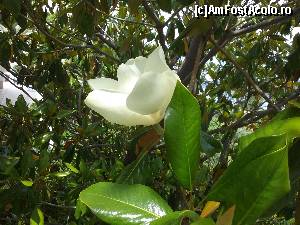 [P10] magnolia frumos mirositoare de langa balconul nostru :)  » foto by discordia
 - 
<span class="allrVoted glyphicon glyphicon-heart hidden" id="av627000"></span>
<a class="m-l-10 hidden" id="sv627000" onclick="voting_Foto_DelVot(,627000,11788)" role="button">șterge vot <span class="glyphicon glyphicon-remove"></span></a>
<a id="v9627000" class=" c-red"  onclick="voting_Foto_SetVot(627000)" role="button"><span class="glyphicon glyphicon-heart-empty"></span> <b>LIKE</b> = Votează poza</a> <img class="hidden"  id="f627000W9" src="/imagini/loader.gif" border="0" /><span class="AjErrMes hidden" id="e627000ErM"></span>