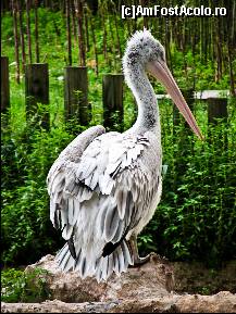 [P18] In Gradina Zoologica - barza » foto by C05T1N
 - 
<span class="allrVoted glyphicon glyphicon-heart hidden" id="av107504"></span>
<a class="m-l-10 hidden" id="sv107504" onclick="voting_Foto_DelVot(,107504,11796)" role="button">șterge vot <span class="glyphicon glyphicon-remove"></span></a>
<a id="v9107504" class=" c-red"  onclick="voting_Foto_SetVot(107504)" role="button"><span class="glyphicon glyphicon-heart-empty"></span> <b>LIKE</b> = Votează poza</a> <img class="hidden"  id="f107504W9" src="/imagini/loader.gif" border="0" /><span class="AjErrMes hidden" id="e107504ErM"></span>
