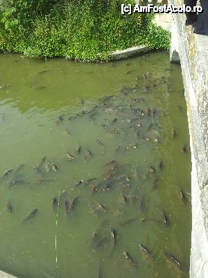 [P34] Un parau pe domeniul Marie Antoinetta cu sute de pesti!  » foto by popescuionut
 - 
<span class="allrVoted glyphicon glyphicon-heart hidden" id="av425349"></span>
<a class="m-l-10 hidden" id="sv425349" onclick="voting_Foto_DelVot(,425349,11886)" role="button">șterge vot <span class="glyphicon glyphicon-remove"></span></a>
<a id="v9425349" class=" c-red"  onclick="voting_Foto_SetVot(425349)" role="button"><span class="glyphicon glyphicon-heart-empty"></span> <b>LIKE</b> = Votează poza</a> <img class="hidden"  id="f425349W9" src="/imagini/loader.gif" border="0" /><span class="AjErrMes hidden" id="e425349ErM"></span>