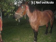 [P02] Karina - un semigreu superb, bland pe care il poti calari » foto by senateo
 - 
<span class="allrVoted glyphicon glyphicon-heart hidden" id="av335384"></span>
<a class="m-l-10 hidden" id="sv335384" onclick="voting_Foto_DelVot(,335384,11889)" role="button">șterge vot <span class="glyphicon glyphicon-remove"></span></a>
<a id="v9335384" class=" c-red"  onclick="voting_Foto_SetVot(335384)" role="button"><span class="glyphicon glyphicon-heart-empty"></span> <b>LIKE</b> = Votează poza</a> <img class="hidden"  id="f335384W9" src="/imagini/loader.gif" border="0" /><span class="AjErrMes hidden" id="e335384ErM"></span>