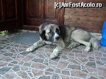 [P05] Catelul gazdelor, foarte cuminte, ne-a furat doar salamul si painea... branza se pare ca nu i-a placut » foto by yarine
 - 
<span class="allrVoted glyphicon glyphicon-heart hidden" id="av338550"></span>
<a class="m-l-10 hidden" id="sv338550" onclick="voting_Foto_DelVot(,338550,11941)" role="button">șterge vot <span class="glyphicon glyphicon-remove"></span></a>
<a id="v9338550" class=" c-red"  onclick="voting_Foto_SetVot(338550)" role="button"><span class="glyphicon glyphicon-heart-empty"></span> <b>LIKE</b> = Votează poza</a> <img class="hidden"  id="f338550W9" src="/imagini/loader.gif" border="0" /><span class="AjErrMes hidden" id="e338550ErM"></span>