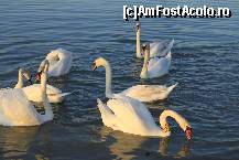 [P03] e plin de labede la balaton » foto by adeluna
 - 
<span class="allrVoted glyphicon glyphicon-heart hidden" id="av339406"></span>
<a class="m-l-10 hidden" id="sv339406" onclick="voting_Foto_DelVot(,339406,11982)" role="button">șterge vot <span class="glyphicon glyphicon-remove"></span></a>
<a id="v9339406" class=" c-red"  onclick="voting_Foto_SetVot(339406)" role="button"><span class="glyphicon glyphicon-heart-empty"></span> <b>LIKE</b> = Votează poza</a> <img class="hidden"  id="f339406W9" src="/imagini/loader.gif" border="0" /><span class="AjErrMes hidden" id="e339406ErM"></span>