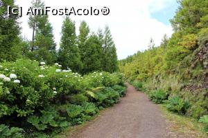 [P50] Insula Sao Miguel, Circuitul Serra Devassa, hortensiile începeau să înflorească » foto by mprofeanu
 - 
<span class="allrVoted glyphicon glyphicon-heart hidden" id="av1015223"></span>
<a class="m-l-10 hidden" id="sv1015223" onclick="voting_Foto_DelVot(,1015223,12102)" role="button">șterge vot <span class="glyphicon glyphicon-remove"></span></a>
<a id="v91015223" class=" c-red"  onclick="voting_Foto_SetVot(1015223)" role="button"><span class="glyphicon glyphicon-heart-empty"></span> <b>LIKE</b> = Votează poza</a> <img class="hidden"  id="f1015223W9" src="/imagini/loader.gif" border="0" /><span class="AjErrMes hidden" id="e1015223ErM"></span>