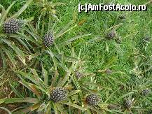 [P12]  -- <small>// FĂRĂ DESCRIERE</small> » foto by SKC
 - 
<span class="allrVoted glyphicon glyphicon-heart hidden" id="av344896"></span>
<a class="m-l-10 hidden" id="sv344896" onclick="voting_Foto_DelVot(,344896,12102)" role="button">șterge vot <span class="glyphicon glyphicon-remove"></span></a>
<a id="v9344896" class=" c-red"  onclick="voting_Foto_SetVot(344896)" role="button"><span class="glyphicon glyphicon-heart-empty"></span> <b>LIKE</b> = Votează poza</a> <img class="hidden"  id="f344896W9" src="/imagini/loader.gif" border="0" /><span class="AjErrMes hidden" id="e344896ErM"></span>