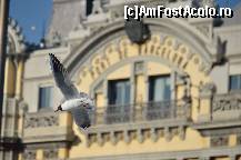 [P14] Un pescarus in zbor » foto by Muffin2009*
 - 
<span class="allrVoted glyphicon glyphicon-heart hidden" id="av349875"></span>
<a class="m-l-10 hidden" id="sv349875" onclick="voting_Foto_DelVot(,349875,12198)" role="button">șterge vot <span class="glyphicon glyphicon-remove"></span></a>
<a id="v9349875" class=" c-red"  onclick="voting_Foto_SetVot(349875)" role="button"><span class="glyphicon glyphicon-heart-empty"></span> <b>LIKE</b> = Votează poza</a> <img class="hidden"  id="f349875W9" src="/imagini/loader.gif" border="0" /><span class="AjErrMes hidden" id="e349875ErM"></span>