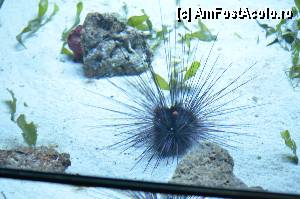 [P100] Aquarium de Barcelona » foto by Muffin2009*
 - 
<span class="allrVoted glyphicon glyphicon-heart hidden" id="av350529"></span>
<a class="m-l-10 hidden" id="sv350529" onclick="voting_Foto_DelVot(,350529,12198)" role="button">șterge vot <span class="glyphicon glyphicon-remove"></span></a>
<a id="v9350529" class=" c-red"  onclick="voting_Foto_SetVot(350529)" role="button"><span class="glyphicon glyphicon-heart-empty"></span> <b>LIKE</b> = Votează poza</a> <img class="hidden"  id="f350529W9" src="/imagini/loader.gif" border="0" /><span class="AjErrMes hidden" id="e350529ErM"></span>