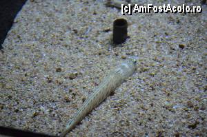 [P101] Un peste cameleon, Aquarium de Barcelona » foto by Muffin2009*
 - 
<span class="allrVoted glyphicon glyphicon-heart hidden" id="av350531"></span>
<a class="m-l-10 hidden" id="sv350531" onclick="voting_Foto_DelVot(,350531,12198)" role="button">șterge vot <span class="glyphicon glyphicon-remove"></span></a>
<a id="v9350531" class=" c-red"  onclick="voting_Foto_SetVot(350531)" role="button"><span class="glyphicon glyphicon-heart-empty"></span> <b>LIKE</b> = Votează poza</a> <img class="hidden"  id="f350531W9" src="/imagini/loader.gif" border="0" /><span class="AjErrMes hidden" id="e350531ErM"></span>