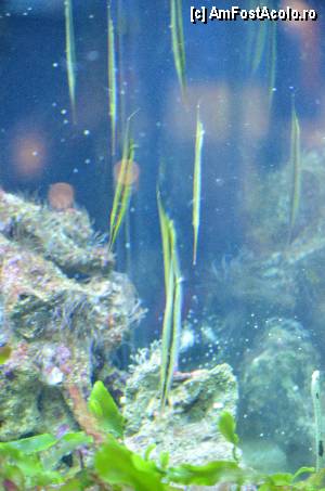 [P102] Desi arata ca niste fire de iarba, astia chiar sunt pesti :)  » foto by Muffin2009*
 - 
<span class="allrVoted glyphicon glyphicon-heart hidden" id="av350535"></span>
<a class="m-l-10 hidden" id="sv350535" onclick="voting_Foto_DelVot(,350535,12198)" role="button">șterge vot <span class="glyphicon glyphicon-remove"></span></a>
<a id="v9350535" class=" c-red"  onclick="voting_Foto_SetVot(350535)" role="button"><span class="glyphicon glyphicon-heart-empty"></span> <b>LIKE</b> = Votează poza</a> <img class="hidden"  id="f350535W9" src="/imagini/loader.gif" border="0" /><span class="AjErrMes hidden" id="e350535ErM"></span>