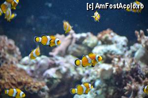 [P103] Nemo, Aquarium de Barcelona » foto by Muffin2009*
 - 
<span class="allrVoted glyphicon glyphicon-heart hidden" id="av350538"></span>
<a class="m-l-10 hidden" id="sv350538" onclick="voting_Foto_DelVot(,350538,12198)" role="button">șterge vot <span class="glyphicon glyphicon-remove"></span></a>
<a id="v9350538" class=" c-red"  onclick="voting_Foto_SetVot(350538)" role="button"><span class="glyphicon glyphicon-heart-empty"></span> <b>LIKE</b> = Votează poza</a> <img class="hidden"  id="f350538W9" src="/imagini/loader.gif" border="0" /><span class="AjErrMes hidden" id="e350538ErM"></span>