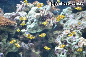 [P104] Aquarium de Barcelona » foto by Muffin2009*
 - 
<span class="allrVoted glyphicon glyphicon-heart hidden" id="av350539"></span>
<a class="m-l-10 hidden" id="sv350539" onclick="voting_Foto_DelVot(,350539,12198)" role="button">șterge vot <span class="glyphicon glyphicon-remove"></span></a>
<a id="v9350539" class=" c-red"  onclick="voting_Foto_SetVot(350539)" role="button"><span class="glyphicon glyphicon-heart-empty"></span> <b>LIKE</b> = Votează poza</a> <img class="hidden"  id="f350539W9" src="/imagini/loader.gif" border="0" /><span class="AjErrMes hidden" id="e350539ErM"></span>