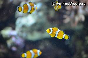 [P105] Aquarium de Barcelona » foto by Muffin2009*
 - 
<span class="allrVoted glyphicon glyphicon-heart hidden" id="av350540"></span>
<a class="m-l-10 hidden" id="sv350540" onclick="voting_Foto_DelVot(,350540,12198)" role="button">șterge vot <span class="glyphicon glyphicon-remove"></span></a>
<a id="v9350540" class=" c-red"  onclick="voting_Foto_SetVot(350540)" role="button"><span class="glyphicon glyphicon-heart-empty"></span> <b>LIKE</b> = Votează poza</a> <img class="hidden"  id="f350540W9" src="/imagini/loader.gif" border="0" /><span class="AjErrMes hidden" id="e350540ErM"></span>