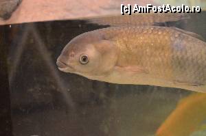 [P106] Aquarium de Barcelona » foto by Muffin2009*
 - 
<span class="allrVoted glyphicon glyphicon-heart hidden" id="av350541"></span>
<a class="m-l-10 hidden" id="sv350541" onclick="voting_Foto_DelVot(,350541,12198)" role="button">șterge vot <span class="glyphicon glyphicon-remove"></span></a>
<a id="v9350541" class=" c-red"  onclick="voting_Foto_SetVot(350541)" role="button"><span class="glyphicon glyphicon-heart-empty"></span> <b>LIKE</b> = Votează poza</a> <img class="hidden"  id="f350541W9" src="/imagini/loader.gif" border="0" /><span class="AjErrMes hidden" id="e350541ErM"></span>