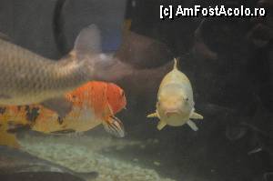 [P107] Aquarium de Barcelona » foto by Muffin2009*
 - 
<span class="allrVoted glyphicon glyphicon-heart hidden" id="av350542"></span>
<a class="m-l-10 hidden" id="sv350542" onclick="voting_Foto_DelVot(,350542,12198)" role="button">șterge vot <span class="glyphicon glyphicon-remove"></span></a>
<a id="v9350542" class=" c-red"  onclick="voting_Foto_SetVot(350542)" role="button"><span class="glyphicon glyphicon-heart-empty"></span> <b>LIKE</b> = Votează poza</a> <img class="hidden"  id="f350542W9" src="/imagini/loader.gif" border="0" /><span class="AjErrMes hidden" id="e350542ErM"></span>