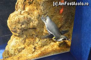 [P79] Un pinguin ce innota cu o singura aripioara, la dreapta era ranit, Aquarium de Barcelona » foto by Muffin2009*
 - 
<span class="allrVoted glyphicon glyphicon-heart hidden" id="av350504"></span>
<a class="m-l-10 hidden" id="sv350504" onclick="voting_Foto_DelVot(,350504,12198)" role="button">șterge vot <span class="glyphicon glyphicon-remove"></span></a>
<a id="v9350504" class=" c-red"  onclick="voting_Foto_SetVot(350504)" role="button"><span class="glyphicon glyphicon-heart-empty"></span> <b>LIKE</b> = Votează poza</a> <img class="hidden"  id="f350504W9" src="/imagini/loader.gif" border="0" /><span class="AjErrMes hidden" id="e350504ErM"></span>