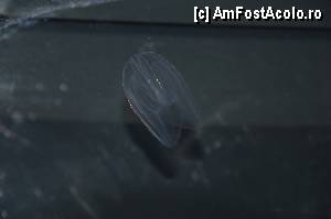 [P80] O meduza mica, Aquarium de Barcelona » foto by Muffin2009*
 - 
<span class="allrVoted glyphicon glyphicon-heart hidden" id="av350505"></span>
<a class="m-l-10 hidden" id="sv350505" onclick="voting_Foto_DelVot(,350505,12198)" role="button">șterge vot <span class="glyphicon glyphicon-remove"></span></a>
<a id="v9350505" class=" c-red"  onclick="voting_Foto_SetVot(350505)" role="button"><span class="glyphicon glyphicon-heart-empty"></span> <b>LIKE</b> = Votează poza</a> <img class="hidden"  id="f350505W9" src="/imagini/loader.gif" border="0" /><span class="AjErrMes hidden" id="e350505ErM"></span>