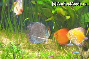 [P81] Aquarium de Barcelona » foto by Muffin2009*
 - 
<span class="allrVoted glyphicon glyphicon-heart hidden" id="av350506"></span>
<a class="m-l-10 hidden" id="sv350506" onclick="voting_Foto_DelVot(,350506,12198)" role="button">șterge vot <span class="glyphicon glyphicon-remove"></span></a>
<a id="v9350506" class=" c-red"  onclick="voting_Foto_SetVot(350506)" role="button"><span class="glyphicon glyphicon-heart-empty"></span> <b>LIKE</b> = Votează poza</a> <img class="hidden"  id="f350506W9" src="/imagini/loader.gif" border="0" /><span class="AjErrMes hidden" id="e350506ErM"></span>