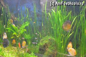 [P82] Aquarium de Barcelona » foto by Muffin2009*
 - 
<span class="allrVoted glyphicon glyphicon-heart hidden" id="av350507"></span>
<a class="m-l-10 hidden" id="sv350507" onclick="voting_Foto_DelVot(,350507,12198)" role="button">șterge vot <span class="glyphicon glyphicon-remove"></span></a>
<a id="v9350507" class=" c-red"  onclick="voting_Foto_SetVot(350507)" role="button"><span class="glyphicon glyphicon-heart-empty"></span> <b>LIKE</b> = Votează poza</a> <img class="hidden"  id="f350507W9" src="/imagini/loader.gif" border="0" /><span class="AjErrMes hidden" id="e350507ErM"></span>