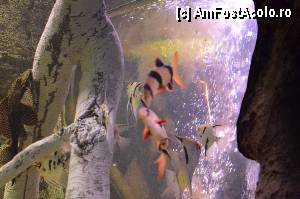 [P83] Aquarium de Barcelona » foto by Muffin2009*
 - 
<span class="allrVoted glyphicon glyphicon-heart hidden" id="av350508"></span>
<a class="m-l-10 hidden" id="sv350508" onclick="voting_Foto_DelVot(,350508,12198)" role="button">șterge vot <span class="glyphicon glyphicon-remove"></span></a>
<a id="v9350508" class=" c-red"  onclick="voting_Foto_SetVot(350508)" role="button"><span class="glyphicon glyphicon-heart-empty"></span> <b>LIKE</b> = Votează poza</a> <img class="hidden"  id="f350508W9" src="/imagini/loader.gif" border="0" /><span class="AjErrMes hidden" id="e350508ErM"></span>