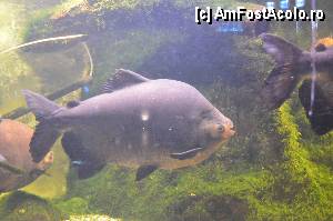 [P85] Aquarium de Barcelona » foto by Muffin2009*
 - 
<span class="allrVoted glyphicon glyphicon-heart hidden" id="av350510"></span>
<a class="m-l-10 hidden" id="sv350510" onclick="voting_Foto_DelVot(,350510,12198)" role="button">șterge vot <span class="glyphicon glyphicon-remove"></span></a>
<a id="v9350510" class=" c-red"  onclick="voting_Foto_SetVot(350510)" role="button"><span class="glyphicon glyphicon-heart-empty"></span> <b>LIKE</b> = Votează poza</a> <img class="hidden"  id="f350510W9" src="/imagini/loader.gif" border="0" /><span class="AjErrMes hidden" id="e350510ErM"></span>