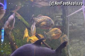 [P86] Aquarium de Barcelona » foto by Muffin2009*
 - 
<span class="allrVoted glyphicon glyphicon-heart hidden" id="av350511"></span>
<a class="m-l-10 hidden" id="sv350511" onclick="voting_Foto_DelVot(,350511,12198)" role="button">șterge vot <span class="glyphicon glyphicon-remove"></span></a>
<a id="v9350511" class=" c-red"  onclick="voting_Foto_SetVot(350511)" role="button"><span class="glyphicon glyphicon-heart-empty"></span> <b>LIKE</b> = Votează poza</a> <img class="hidden"  id="f350511W9" src="/imagini/loader.gif" border="0" /><span class="AjErrMes hidden" id="e350511ErM"></span>