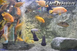 [P87] Aquarium de Barcelona » foto by Muffin2009*
 - 
<span class="allrVoted glyphicon glyphicon-heart hidden" id="av350512"></span>
<a class="m-l-10 hidden" id="sv350512" onclick="voting_Foto_DelVot(,350512,12198)" role="button">șterge vot <span class="glyphicon glyphicon-remove"></span></a>
<a id="v9350512" class=" c-red"  onclick="voting_Foto_SetVot(350512)" role="button"><span class="glyphicon glyphicon-heart-empty"></span> <b>LIKE</b> = Votează poza</a> <img class="hidden"  id="f350512W9" src="/imagini/loader.gif" border="0" /><span class="AjErrMes hidden" id="e350512ErM"></span>