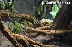 [P89] Aquarium de Barcelona » foto by Muffin2009*
 - 
<span class="allrVoted glyphicon glyphicon-heart hidden" id="av350515"></span>
<a class="m-l-10 hidden" id="sv350515" onclick="voting_Foto_DelVot(,350515,12198)" role="button">șterge vot <span class="glyphicon glyphicon-remove"></span></a>
<a id="v9350515" class=" c-red"  onclick="voting_Foto_SetVot(350515)" role="button"><span class="glyphicon glyphicon-heart-empty"></span> <b>LIKE</b> = Votează poza</a> <img class="hidden"  id="f350515W9" src="/imagini/loader.gif" border="0" /><span class="AjErrMes hidden" id="e350515ErM"></span>