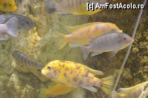 [P90] Aquarium de Barcelona » foto by Muffin2009*
 - 
<span class="allrVoted glyphicon glyphicon-heart hidden" id="av350516"></span>
<a class="m-l-10 hidden" id="sv350516" onclick="voting_Foto_DelVot(,350516,12198)" role="button">șterge vot <span class="glyphicon glyphicon-remove"></span></a>
<a id="v9350516" class=" c-red"  onclick="voting_Foto_SetVot(350516)" role="button"><span class="glyphicon glyphicon-heart-empty"></span> <b>LIKE</b> = Votează poza</a> <img class="hidden"  id="f350516W9" src="/imagini/loader.gif" border="0" /><span class="AjErrMes hidden" id="e350516ErM"></span>