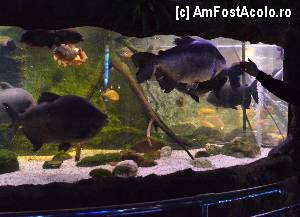 [P91] Observati cat sunt de mari in comparatie cu mana, Aquarium de Barcelona » foto by Muffin2009*
 - 
<span class="allrVoted glyphicon glyphicon-heart hidden" id="av350520"></span>
<a class="m-l-10 hidden" id="sv350520" onclick="voting_Foto_DelVot(,350520,12198)" role="button">șterge vot <span class="glyphicon glyphicon-remove"></span></a>
<a id="v9350520" class=" c-red"  onclick="voting_Foto_SetVot(350520)" role="button"><span class="glyphicon glyphicon-heart-empty"></span> <b>LIKE</b> = Votează poza</a> <img class="hidden"  id="f350520W9" src="/imagini/loader.gif" border="0" /><span class="AjErrMes hidden" id="e350520ErM"></span>