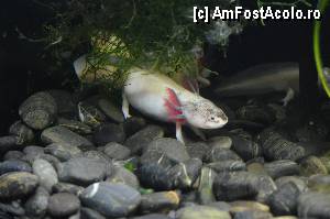 [P92] Un peste cu picioare, Aquarium de Barcelona » foto by Muffin2009*
 - 
<span class="allrVoted glyphicon glyphicon-heart hidden" id="av350521"></span>
<a class="m-l-10 hidden" id="sv350521" onclick="voting_Foto_DelVot(,350521,12198)" role="button">șterge vot <span class="glyphicon glyphicon-remove"></span></a>
<a id="v9350521" class=" c-red"  onclick="voting_Foto_SetVot(350521)" role="button"><span class="glyphicon glyphicon-heart-empty"></span> <b>LIKE</b> = Votează poza</a> <img class="hidden"  id="f350521W9" src="/imagini/loader.gif" border="0" /><span class="AjErrMes hidden" id="e350521ErM"></span>