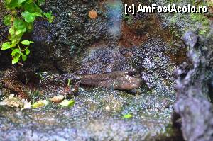 [P93] Aquarium de Barcelona » foto by Muffin2009*
 - 
<span class="allrVoted glyphicon glyphicon-heart hidden" id="av350522"></span>
<a class="m-l-10 hidden" id="sv350522" onclick="voting_Foto_DelVot(,350522,12198)" role="button">șterge vot <span class="glyphicon glyphicon-remove"></span></a>
<a id="v9350522" class=" c-red"  onclick="voting_Foto_SetVot(350522)" role="button"><span class="glyphicon glyphicon-heart-empty"></span> <b>LIKE</b> = Votează poza</a> <img class="hidden"  id="f350522W9" src="/imagini/loader.gif" border="0" /><span class="AjErrMes hidden" id="e350522ErM"></span>