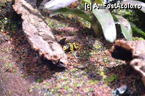 [P94] O broscuta mica si colorata, Aquarium de Barcelona » foto by Muffin2009*
 - 
<span class="allrVoted glyphicon glyphicon-heart hidden" id="av350523"></span>
<a class="m-l-10 hidden" id="sv350523" onclick="voting_Foto_DelVot(,350523,12198)" role="button">șterge vot <span class="glyphicon glyphicon-remove"></span></a>
<a id="v9350523" class=" c-red"  onclick="voting_Foto_SetVot(350523)" role="button"><span class="glyphicon glyphicon-heart-empty"></span> <b>LIKE</b> = Votează poza</a> <img class="hidden"  id="f350523W9" src="/imagini/loader.gif" border="0" /><span class="AjErrMes hidden" id="e350523ErM"></span>